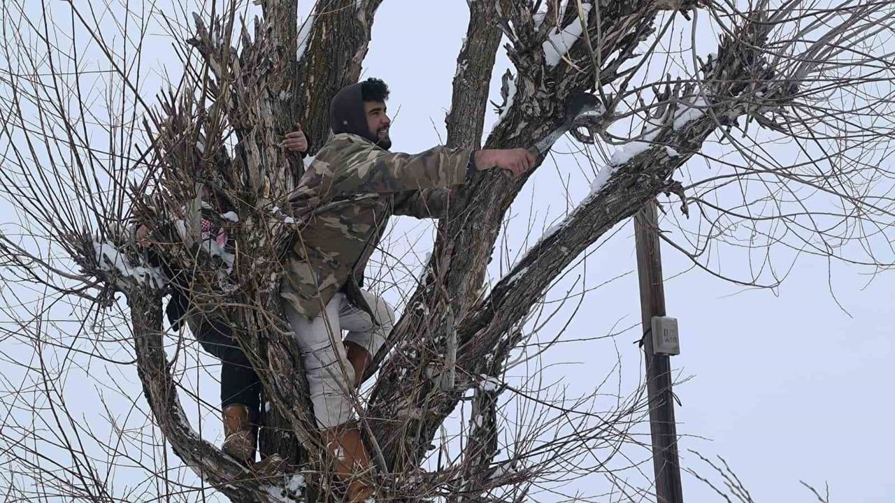 Muş’ta besiciler söğüt dallarıyla alternatif yem sağlıyor