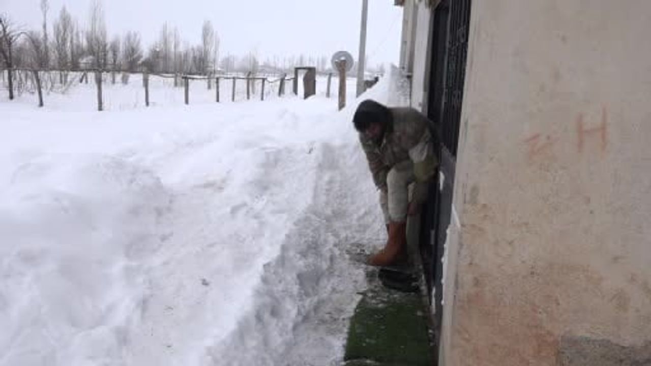 Muş’ta besicilerin çözümü: Söğüt dallarıyla yem tasarrufu