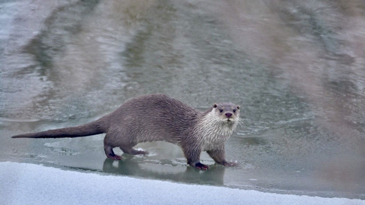 Muş’ta buz tutan Karasu Nehri'nde su samuru görüntülendi
