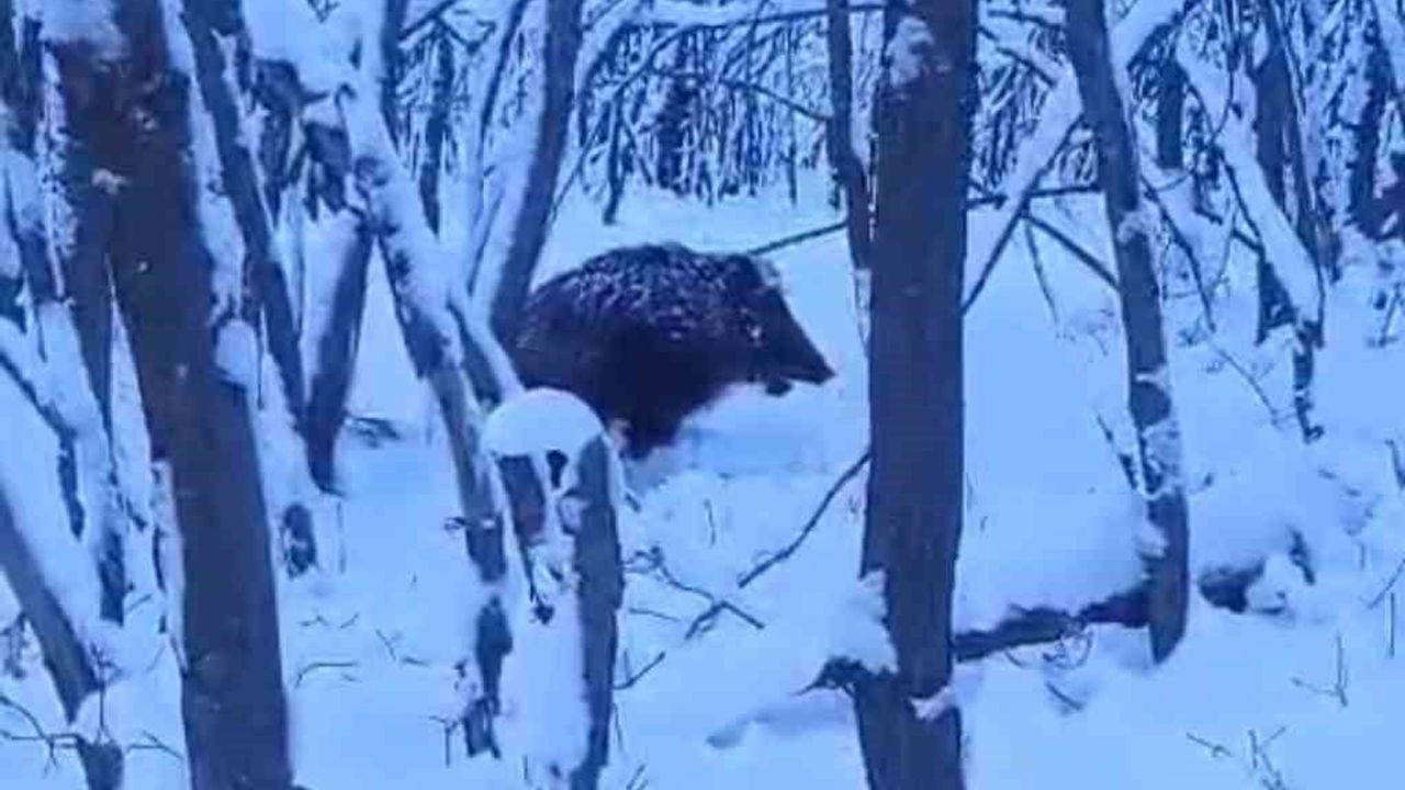 Muş’ta çobanı yaban domuzu sıkıştırdı, köpeğinin müdahalesi cepte kaydedildi