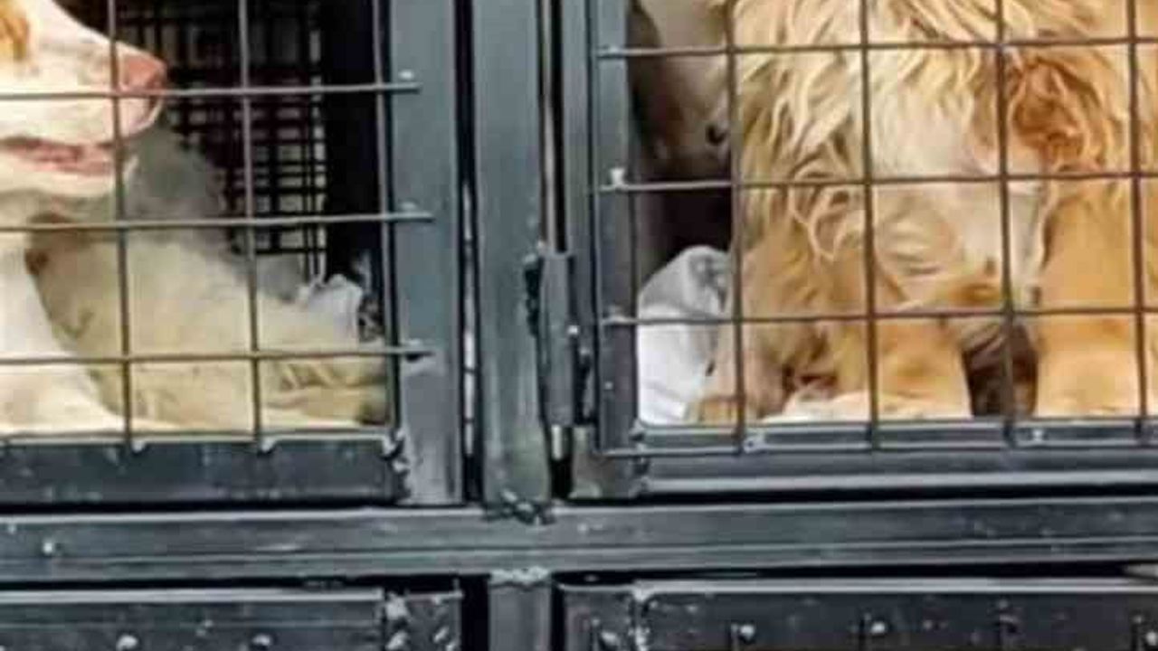 Nevşehir barınağından çıkarılan köpeklerin yurt dışına sahte belgelerle gönderildiği iddiası