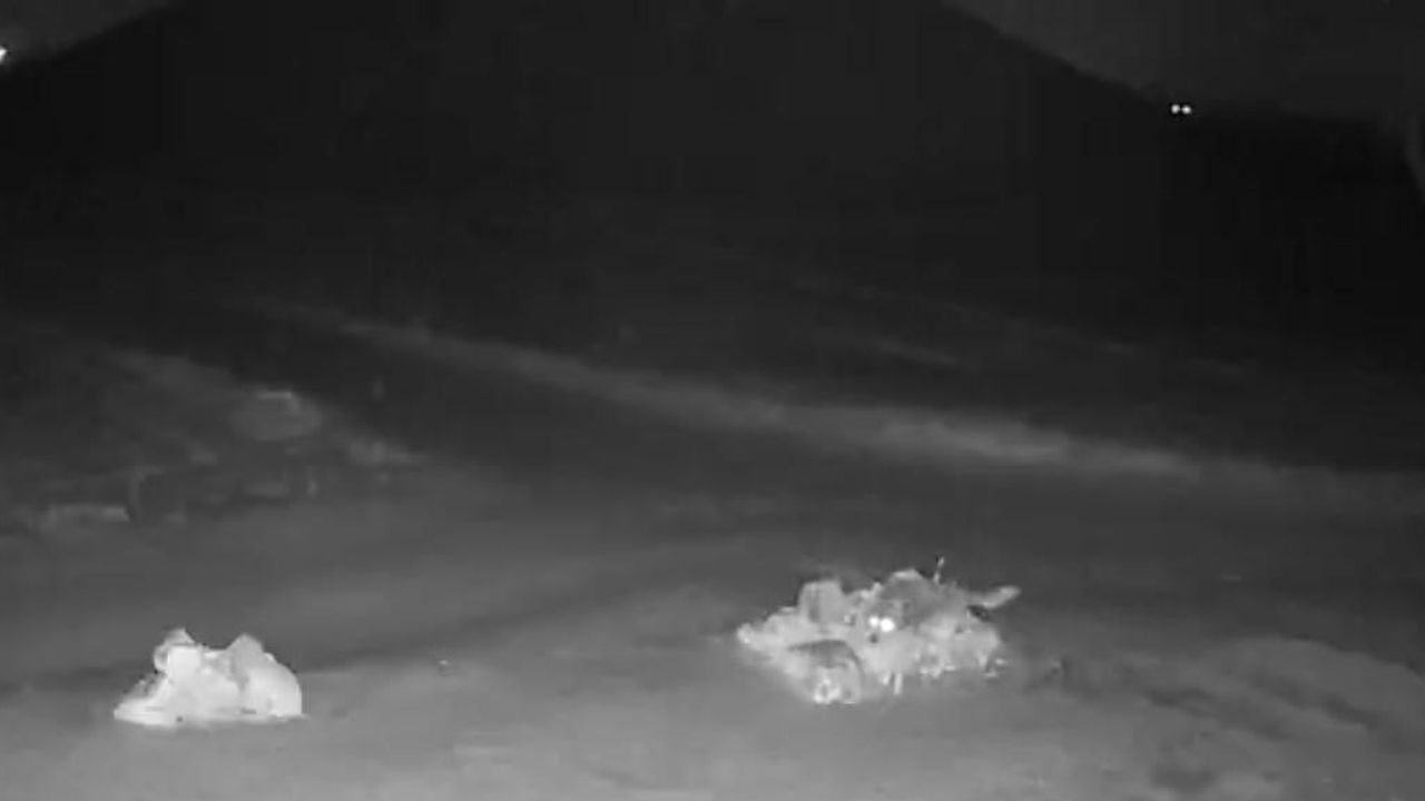 Nevşehir'de aç kurtlar Kayaaltı köyüne indi