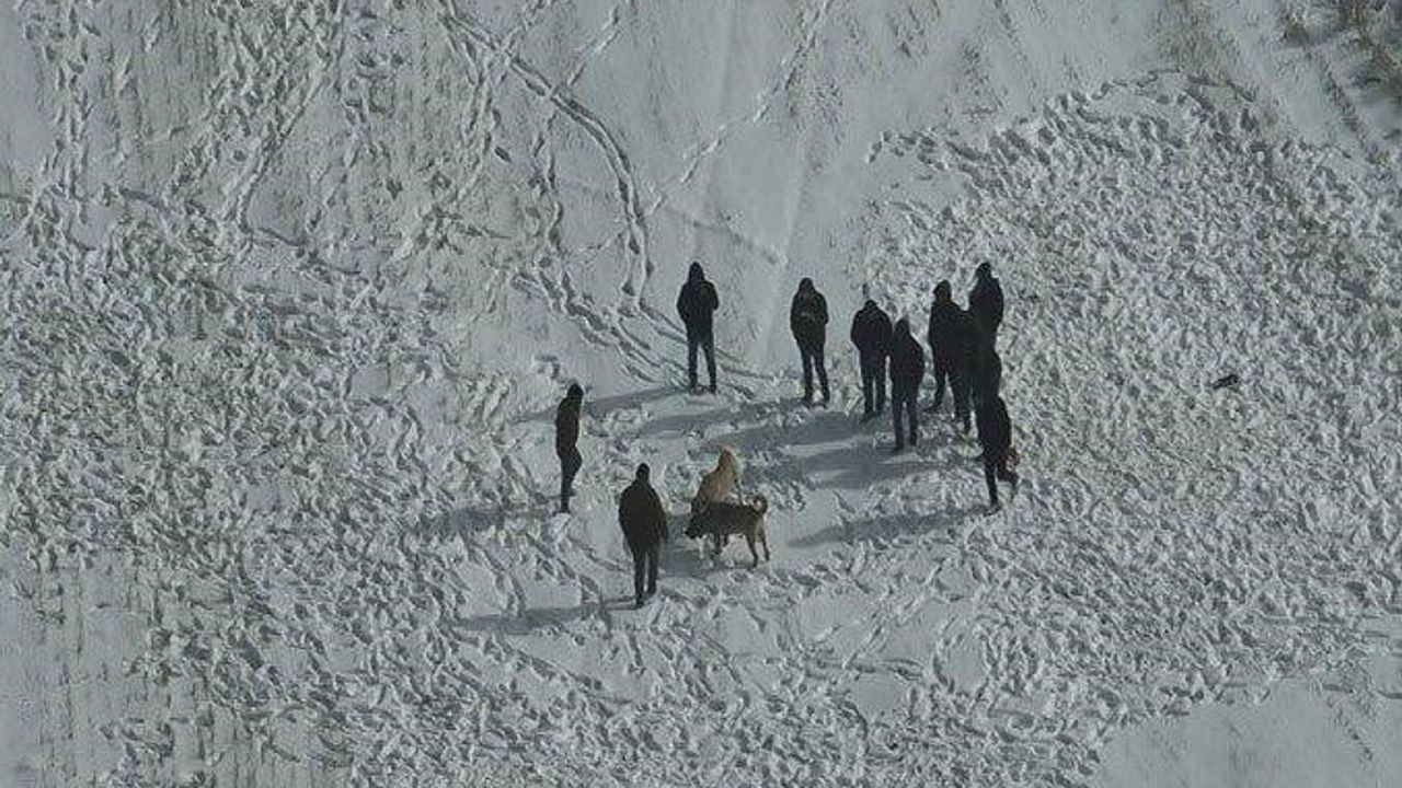 Nevşehir'de açık arazide köpek dövüşüne jandarma baskını
