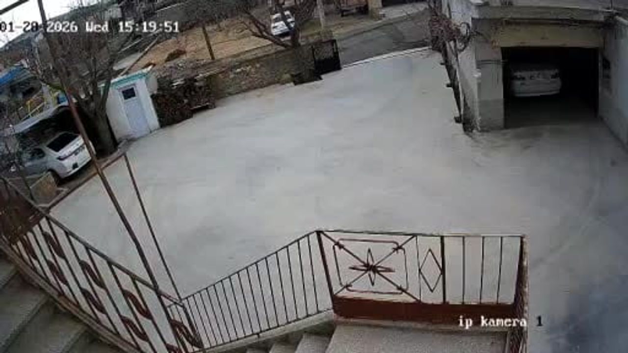 Nevşehir'de tilki bahçeye girip onlarca tavuğu telef etti