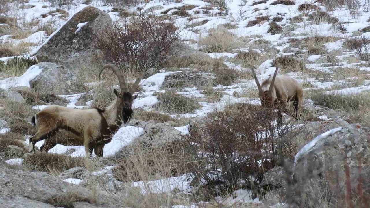 Niğde'de yaban keçisi sayısında artış