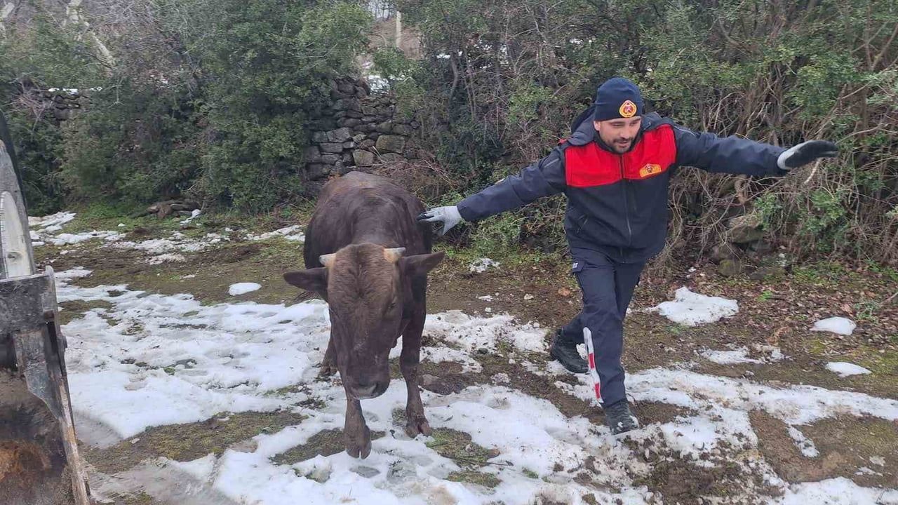 Niksar'da su kuyusuna düşen inek itfaiye ekiplerince kurtarıldı