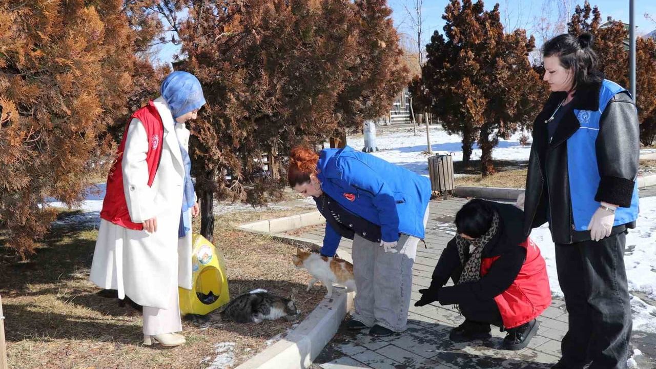 Oltu'da sokak kedilerine plastik yuva ve sağlık desteği