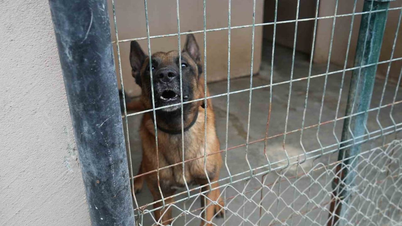 OMÜ’de yetiştirilen görev köpeği Pars, Samsun Emniyeti’ne teslim edildi