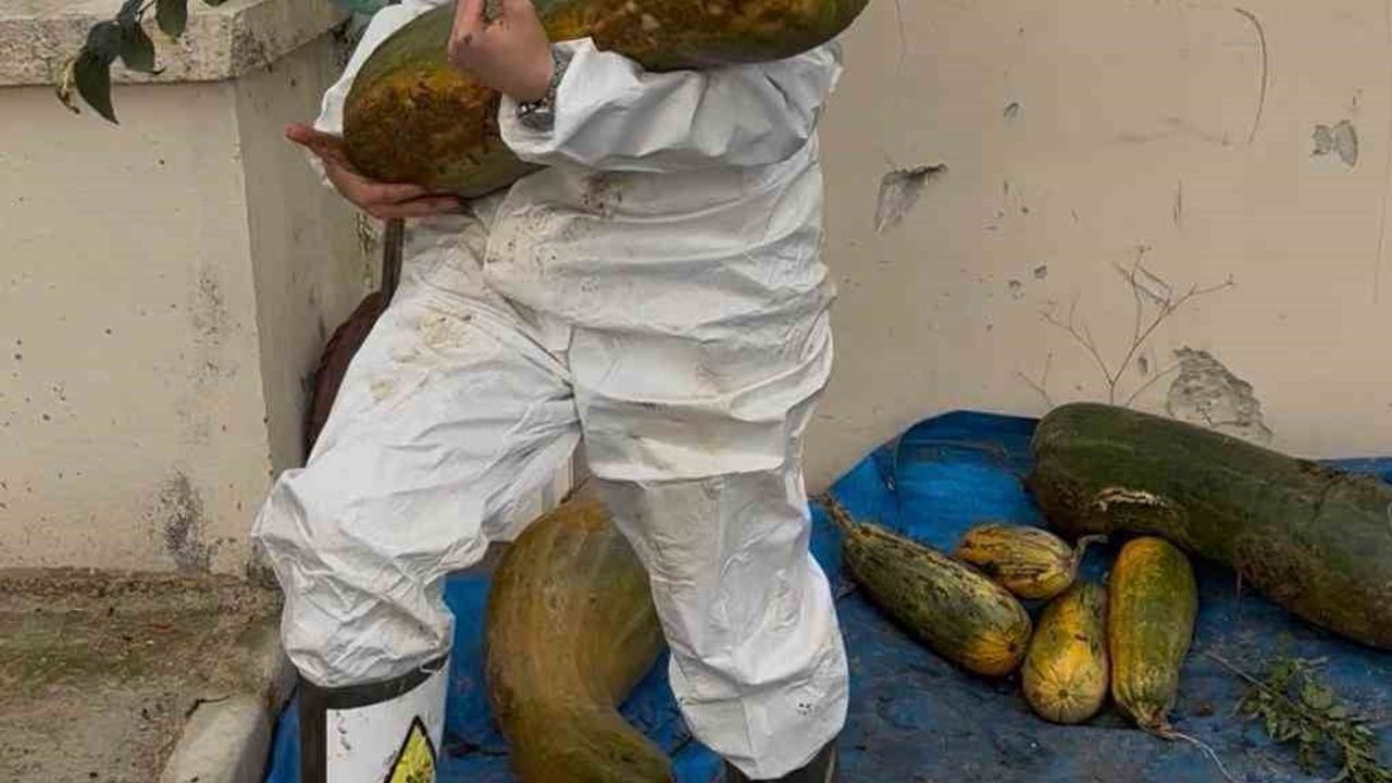 Osmangazi'de 30 kilogramlık Kıbrıs bal kabağı üretildi