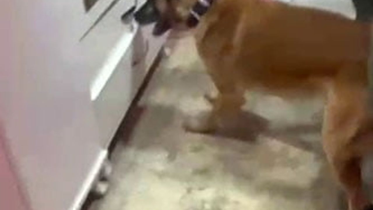 Osmangazi’de uyuşturucu operasyonu: Esrar, fişek ve yüklü nakit ele geçirildi