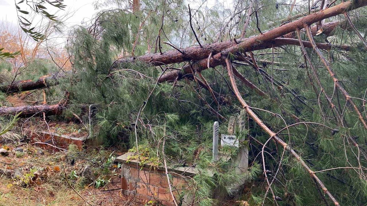 Osmaniye’de mezarlıktaki dev çamları fırtına devirdi