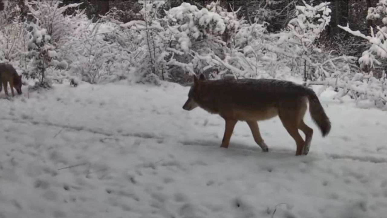Ovacık'ta fotokapana yansıyan vaşak ve iki kurt