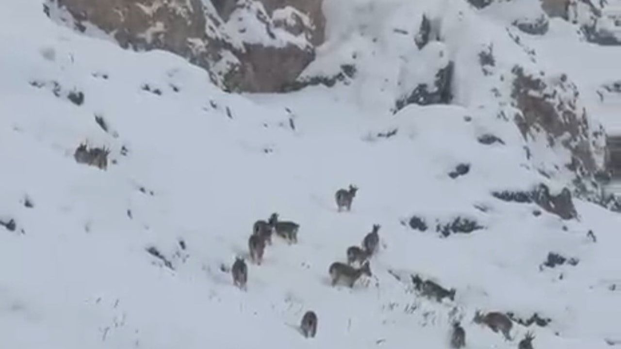 Palu Kalesi'nde Kar Üzerinde Sürü Halindeki Dağ Keçileri