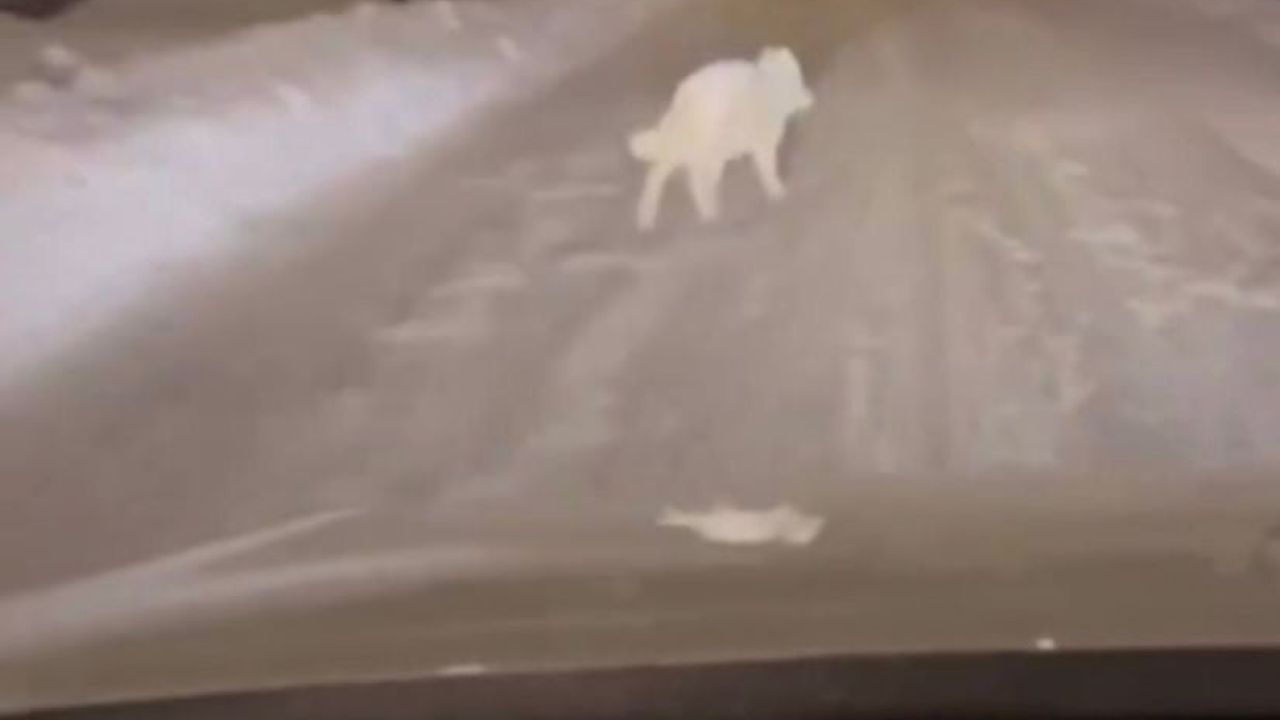 Patnos'ta ilçe merkezine inen kurt mahallede paniğe yol açtı