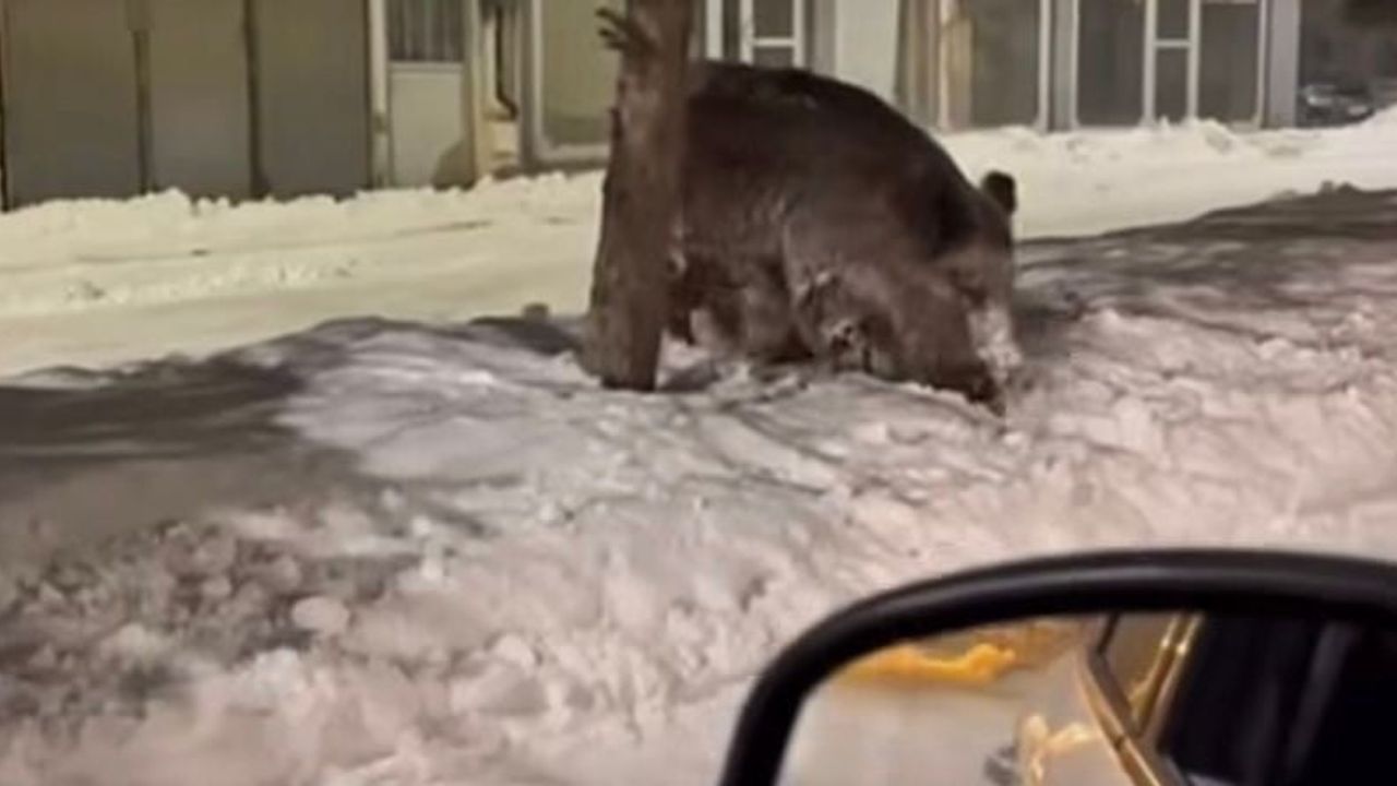 Patnos'ta Yaban Domuzları İlçe Merkezinde Görüntülendi