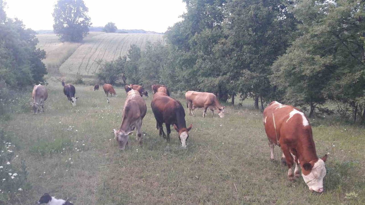 Pazaryeri'nde şap alarmı: 6 mahalle karantina altına alındı