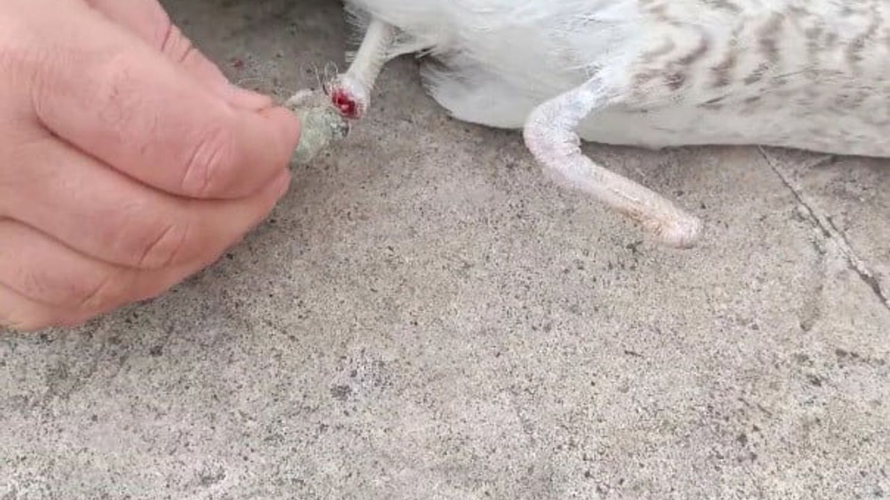 Pendik’te misinaya takılan, bir ayağı ampute martı kurtarıldı