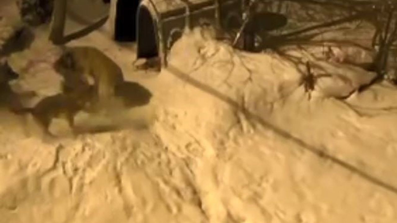 Pınarlı'da bekçi köpeği 'Meks' 6 kurdu köyden uzaklaştırdı