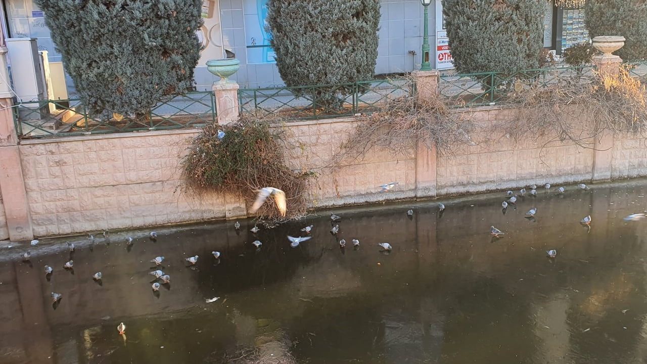 Porsuk Çayı büyük oranda buzlandı; güvercinler buz üzerinde gezdi