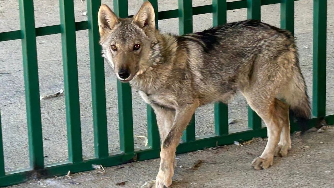 Prof. Dr. Lokman Aslan: Yaban hayatına gelişi güzel müdahale tehlikedir