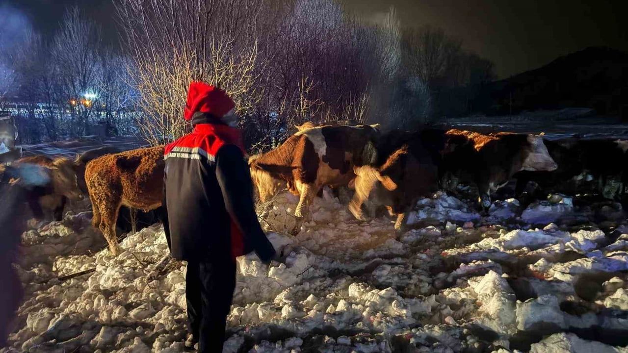 Refahiye'de tır kazasında 45 büyükbaş kurtarıldı