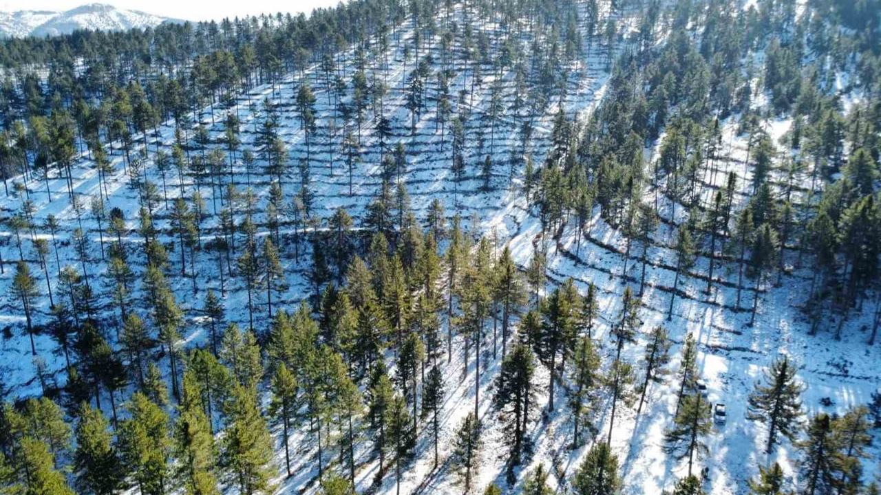 Saimbeyli’de Karaçam Ormanlarında Doğal Gençleştirme Çalışması