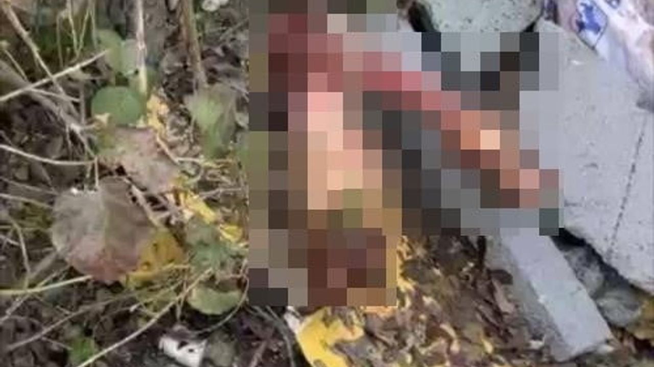 Sakarya'da otoyol kenarına bırakılan kemikler jandarmayı at kesimi şüphelilerine ulaştırdı