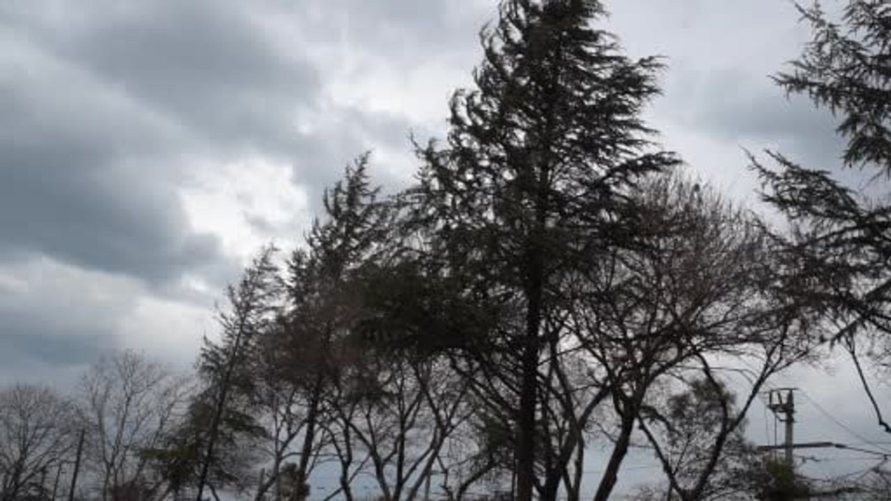 Sakarya'da şiddetli rüzgar yaşamı olumsuz etkiledi, ağaçlar devrildi