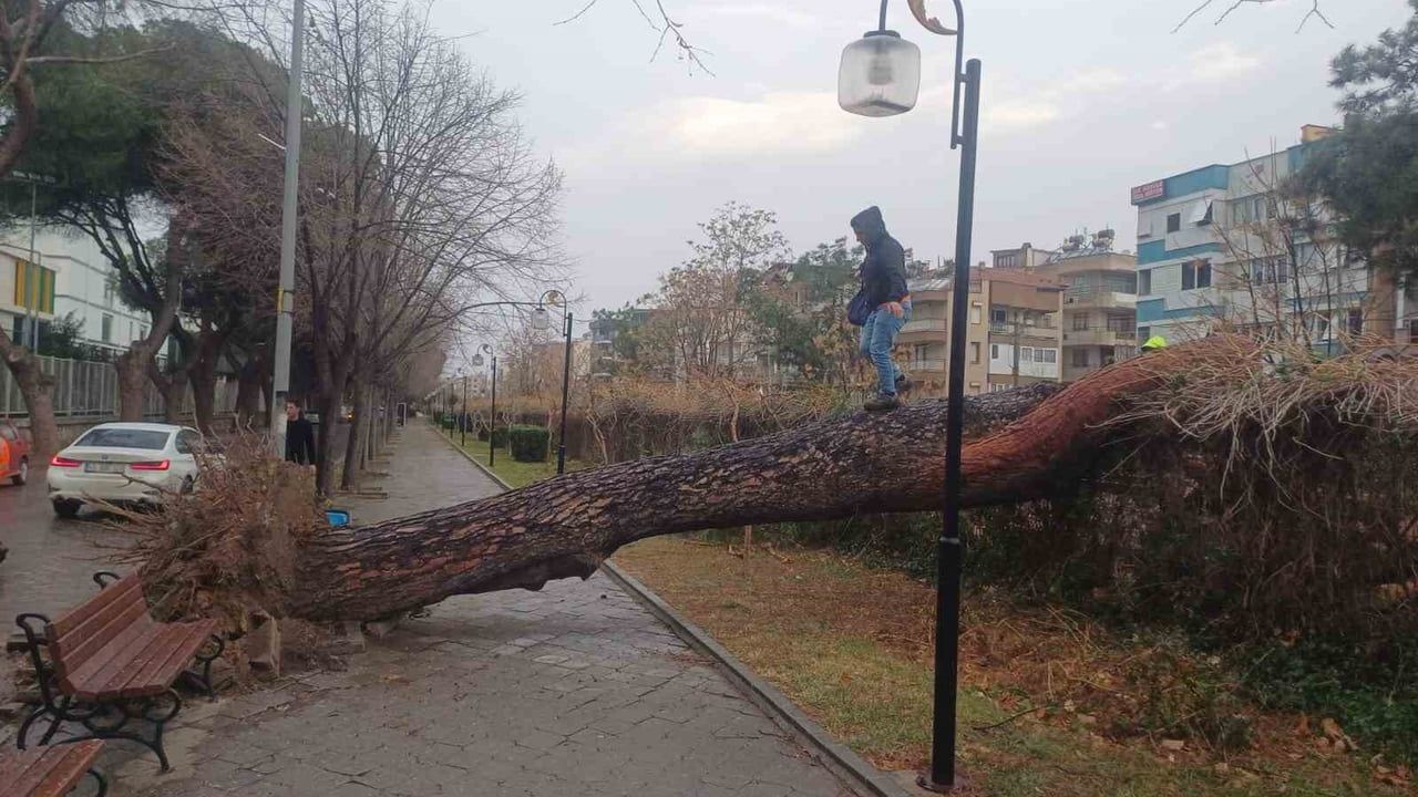 Salihli'de Şiddetli Fırtına: Ağaçlar Devrildi, Çatılar Uçtu