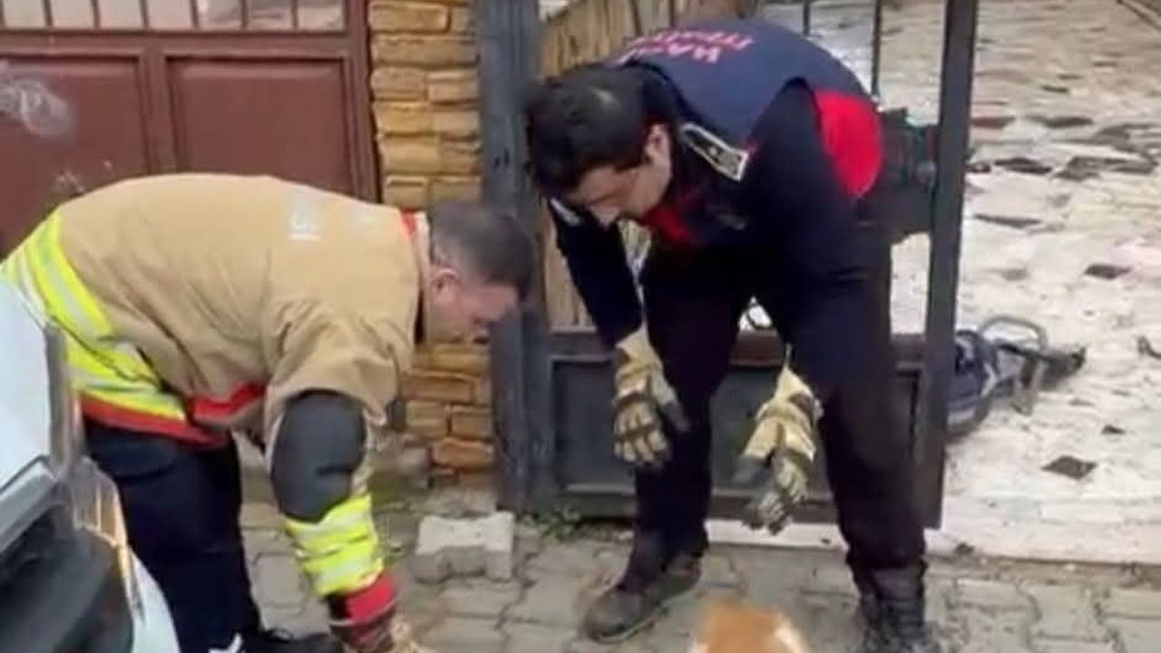 Samandağ'da demir korkulukta sıkışan köpek itfaiye ekiplerince kurtarıldı