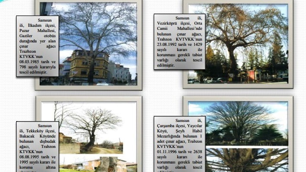 Samsun’da 160 yıllık tescilli anıt çınar Kale Mahallesi’nde