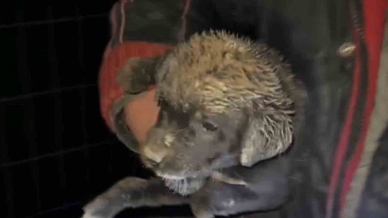 Samsun'da çukura düşen yavru köpek zabıta tarafından kurtarıldı