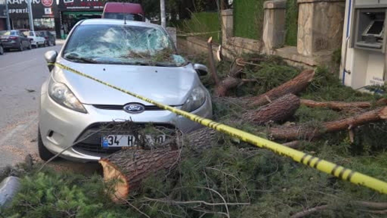 Samsun'da gece fırtınası: Park halindeki otomobile ağaç parçası düştü
