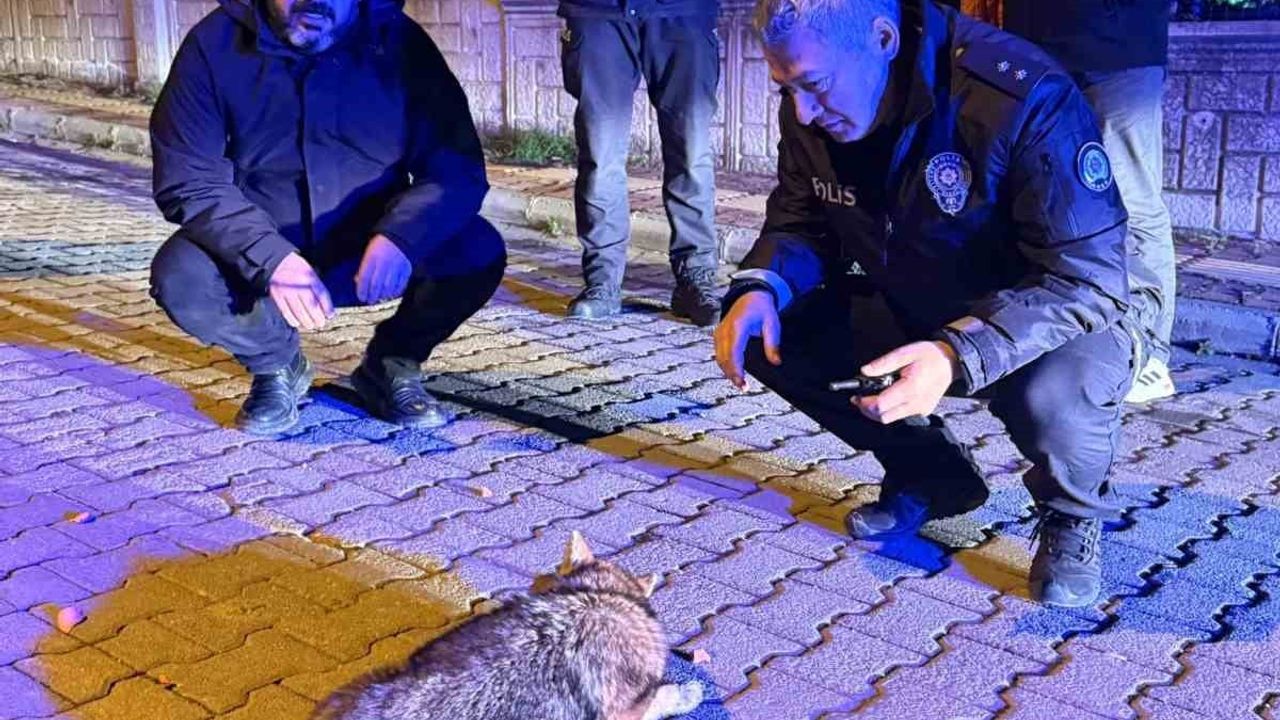 Samsun'da kar nedeniyle şehir merkezine inen çakal polis ve vatandaşlar tarafından korundu