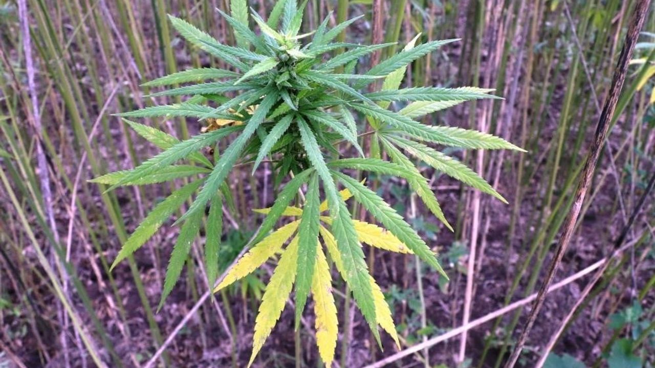 Samsun'da kenevir üretimi için son başvuru: 1 Nisan 2026