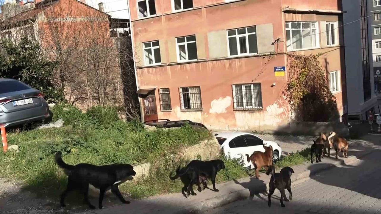 Samsun’da mezarlık çevresinde sürü halindeki başıboş köpekler ekipleri görünce kaçtı