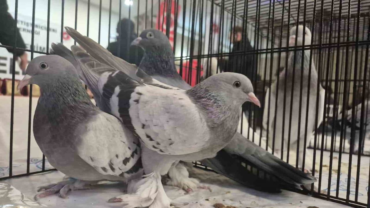 Samsun Güvercin Derneği sezon şampiyonlarını ödüllendirdi, bina için kampanya başlattı