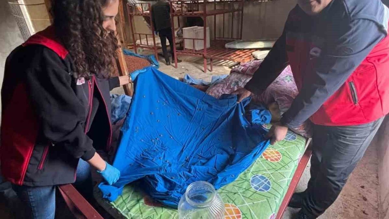 Samuray arısı üretimi için kahverengi kokarca toplama çalışmaları sürüyor