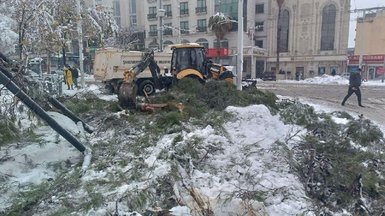 Şanlıurfa’da yoğun kar: Ağaçlar kökünden devrildi, ulaşımda önlemler alındı