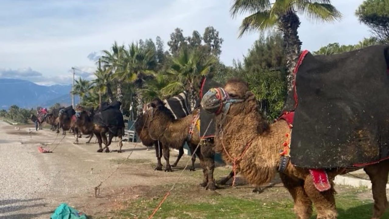 Şap Hastalığı Deve Güreşlerini Durdurdu — Kumluca'da Antrenmanlarla Sürdürülüyor