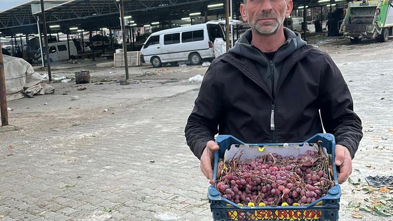 Sarıgöl'de 2025 üzümleri Ocak 2026'da dalında taze hasat edildi