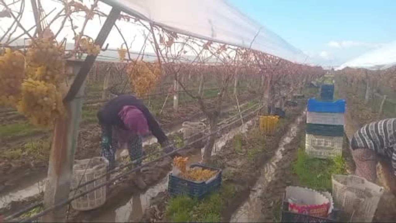 Sarıgöl'de kış üzümü dalında muhafaza ile 2026'da pazarda