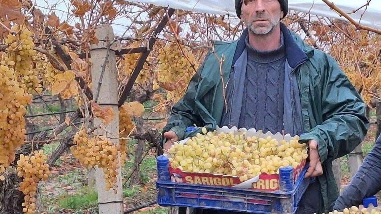 Sarıgöl'de kış üzümü hasadı sona yaklaşıyor