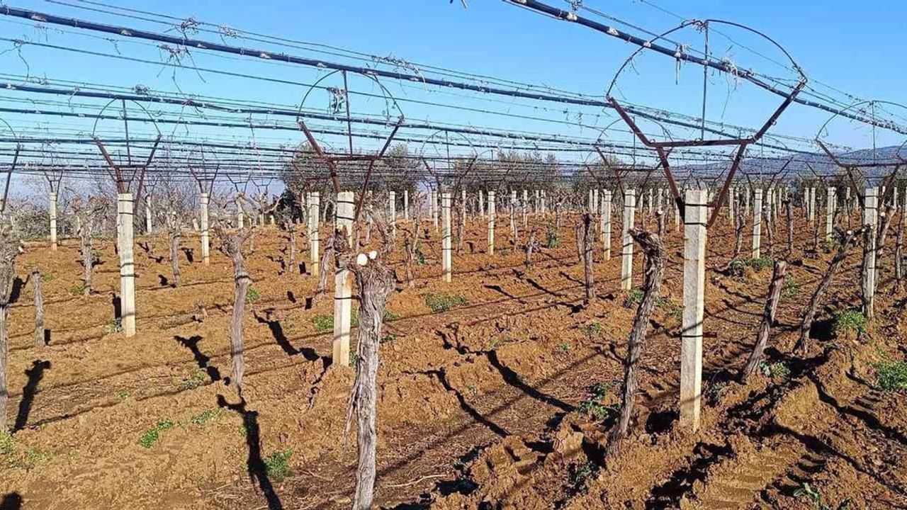 Sarıgöl'de üretici bağını Thompson için yeniliyor