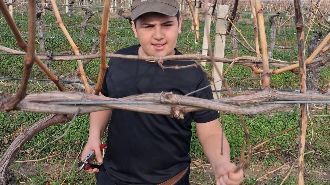Sarıgöl’de yağış sonrası bağlarda kışlık bakım yoğunlaştı