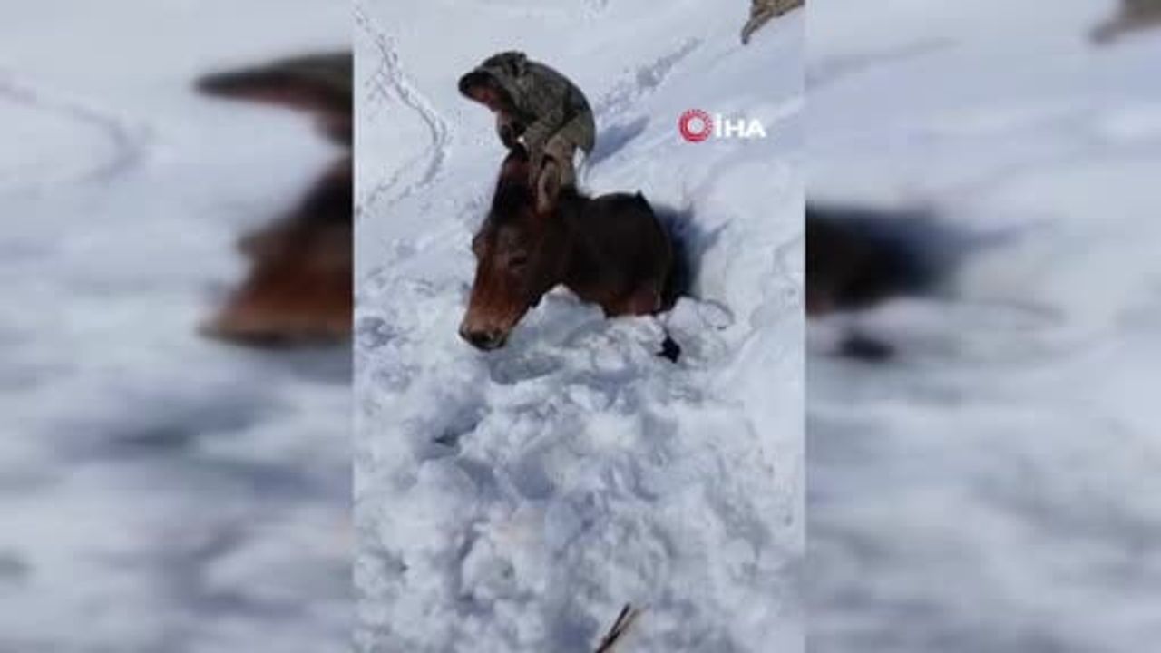 Sason'da kar altında mahsur kalan katırlar güvenlik korucuları tarafından kurtarıldı