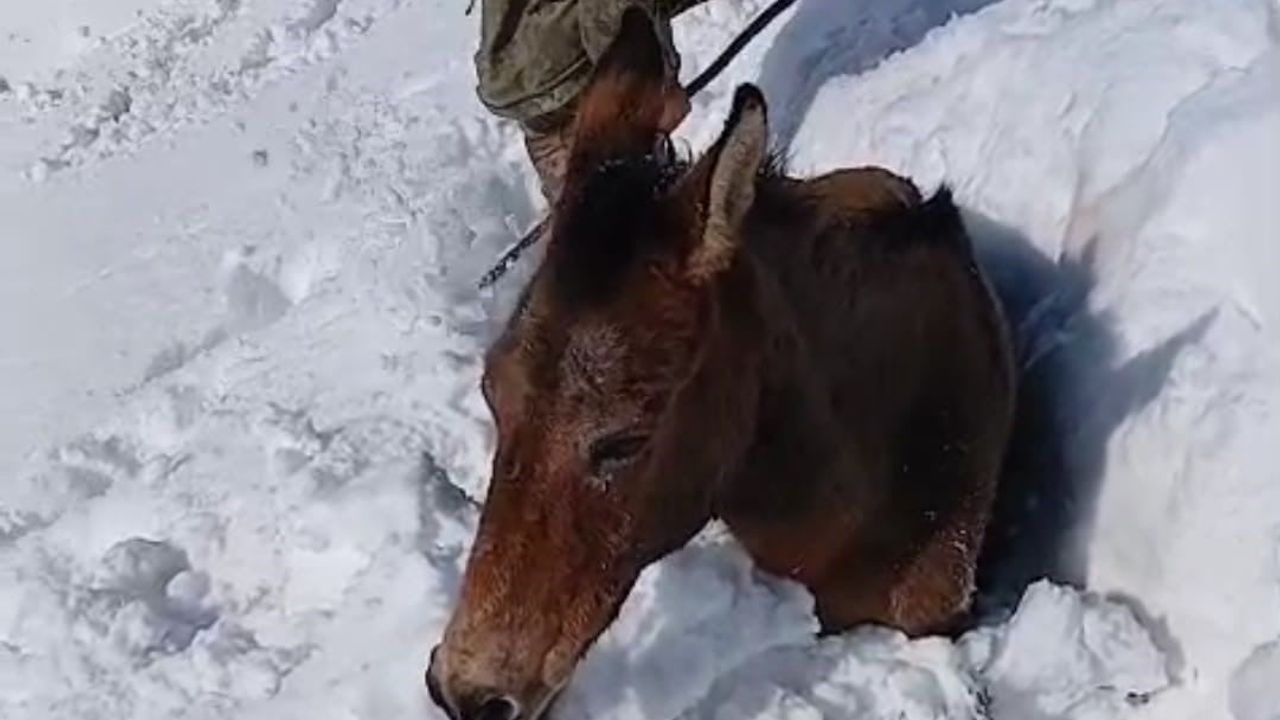 Sason'da karda mahsur kalan yaklaşık 30 katır kurtarıldı