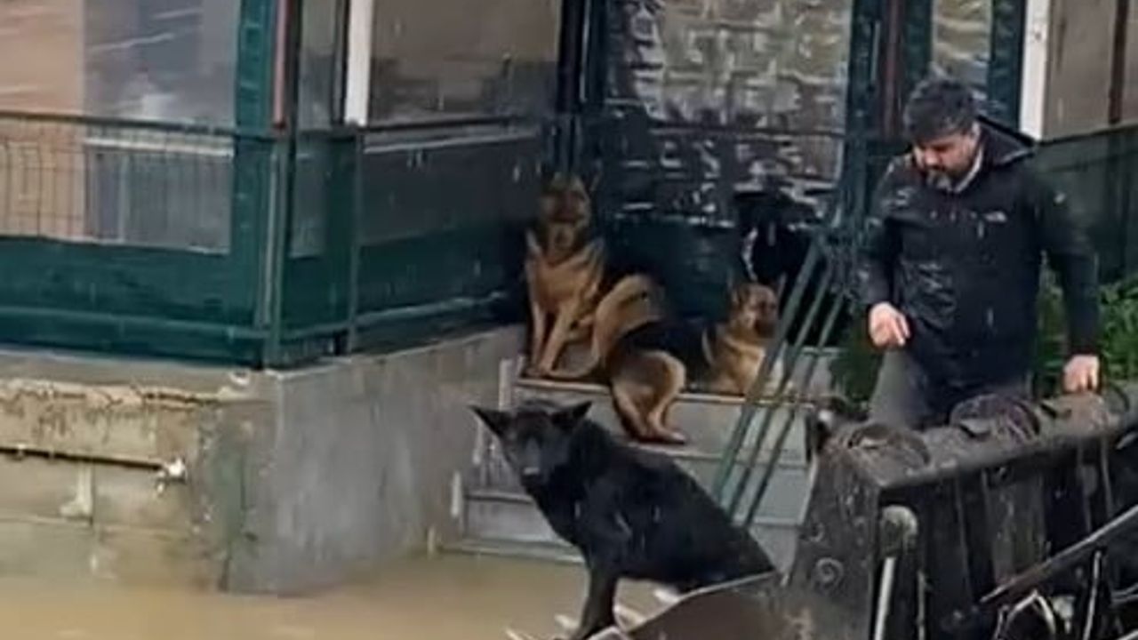 Serik Kayaburnu'da sağanak sonrası 4 köpek iş makinesiyle kurtarıldı