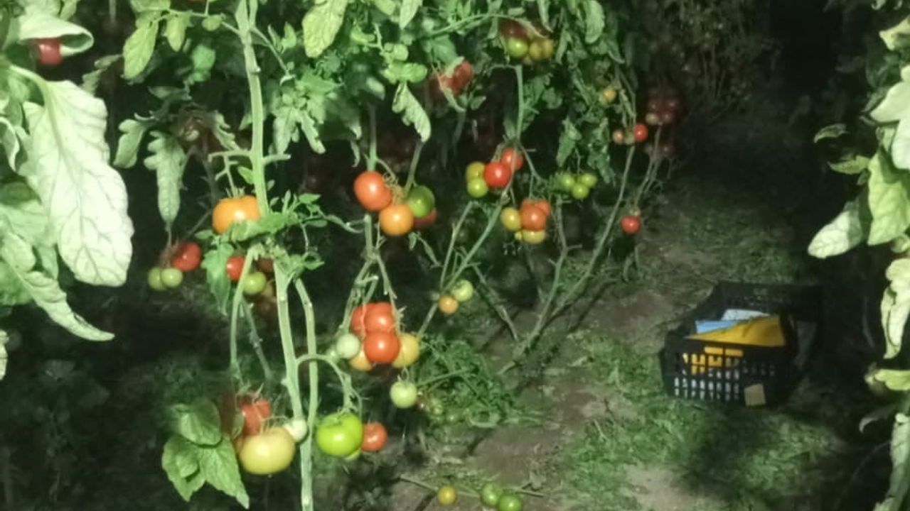 Serik’te örtü altı üreticileri gece boyunca soba ve dumanla don nöbetinde