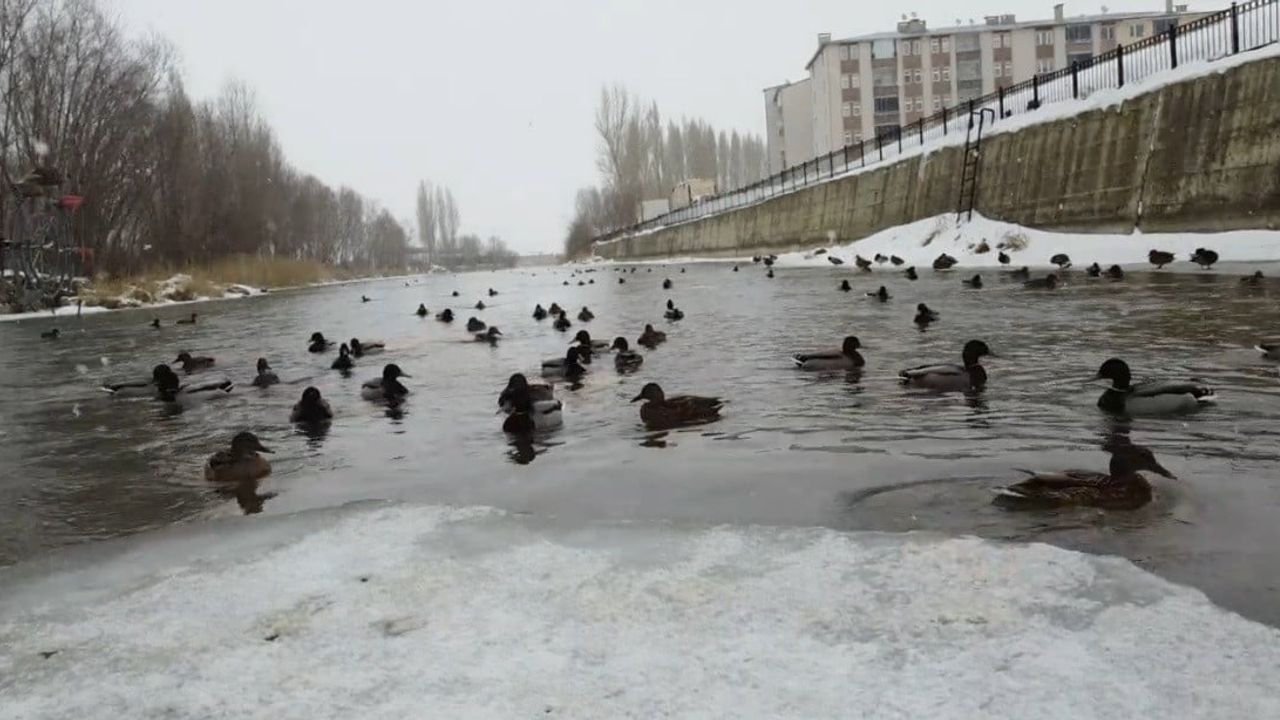 Sibirya ve Rusya'dan gelen yeşilbaşlı ördekler Çoruh Nehri'nde kışlıyor